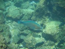 Cetoscarus bicolor - Underwater Galapagos 2010 -DSCN5714